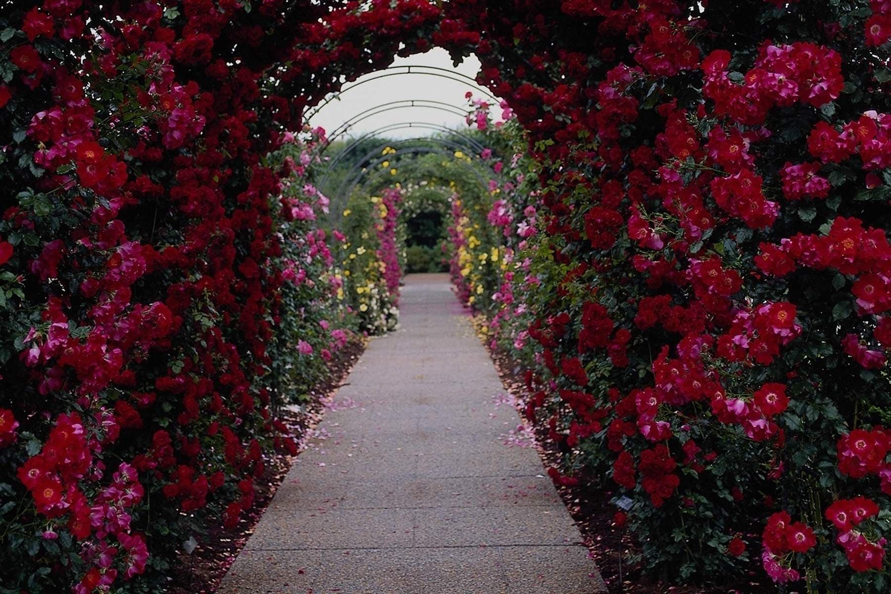 Rose garden